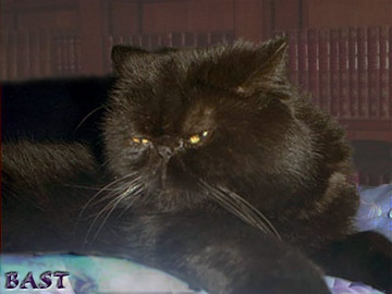 Bast. Yes, it's the same one Granger hair-napped.