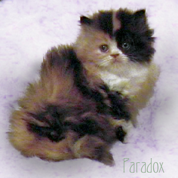 Paradox. The son of Bast.